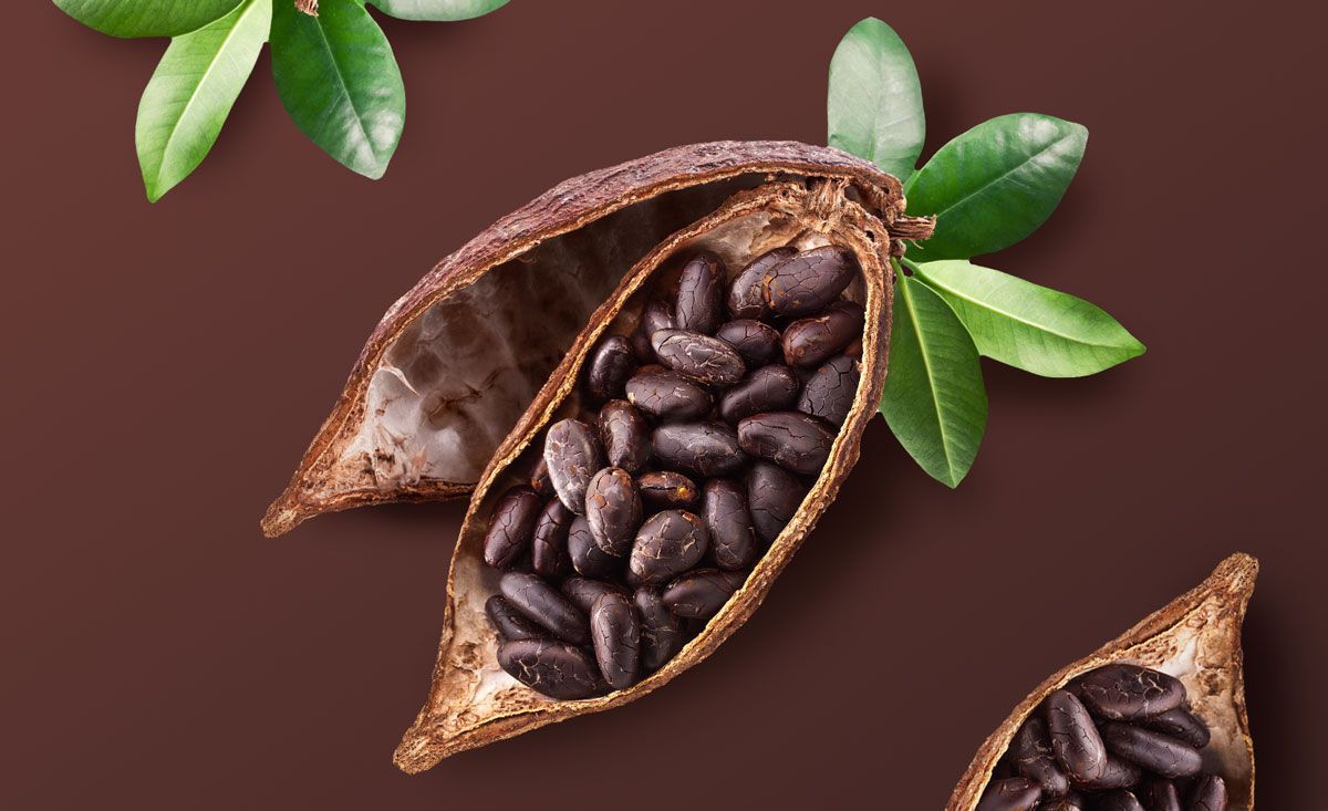Cacao en polvo - propiedades